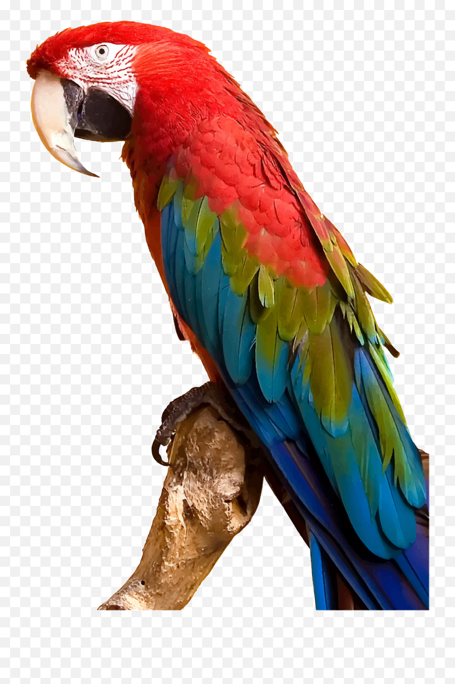 Forest Clipart Parrot Forest Parrot - Macaw Parrot Png Emoji,Parakeet Emoji