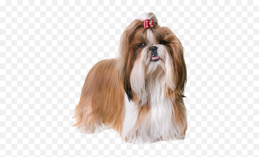 Best Cute Shah Png Image Download 2021 Whonaa - Shih Tzus Png Emoji,Shih Tzu Emoji