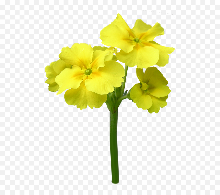 Imagens Variadas Com Fundos Transparentes - Primrose Flower Transparent Background Emoji,Emoticons De Bebe Fazendo Biquinho