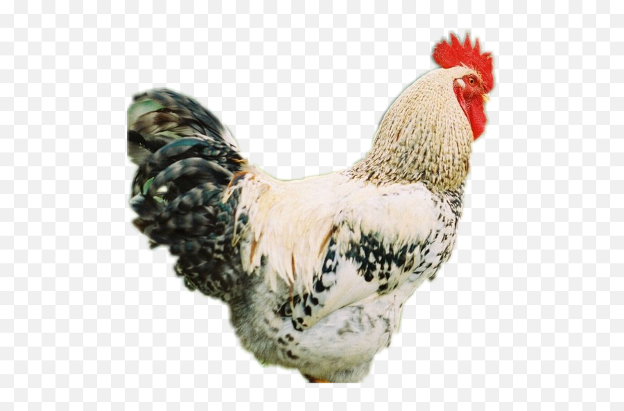 Sticker Rooster Sticker - Rooster Emoji,Rooster Emoji