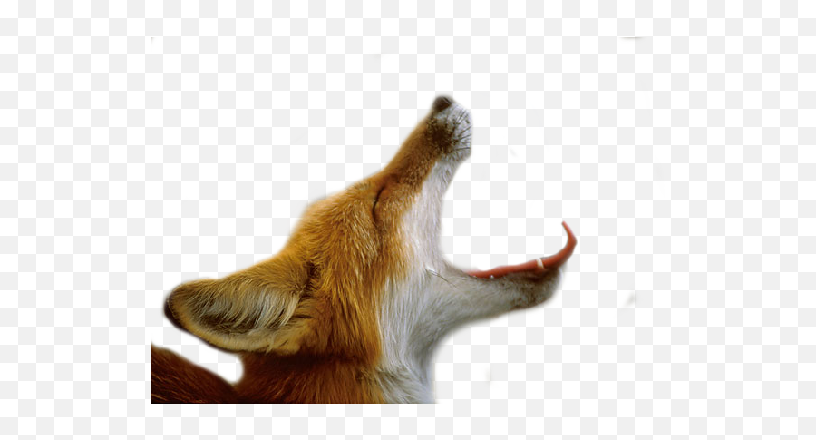 Yawning Fox Psd Official Psds Emoji,How Do I Get The Large Fox Emojis