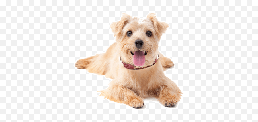 Small Dog Breeds - 57 Breeds You Need To Know Prefurred Emoji,Cavalier King Charles Spaniel Emoticons