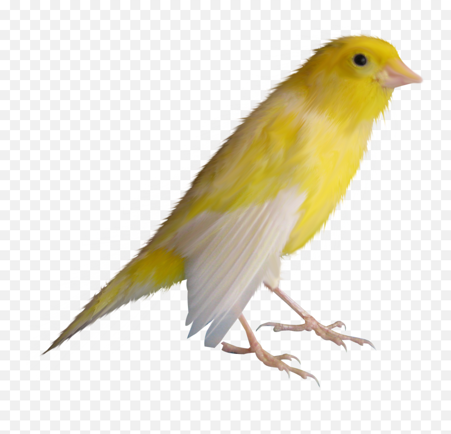 Mq Yellow Bird Birds Animals Animal Sticker By Marras - Domestic Canary Emoji,Yellow Bird Emoji
