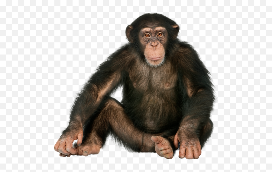 Monkey Sitting - Monkey Png Emoji,Sitting Monkey Emoji