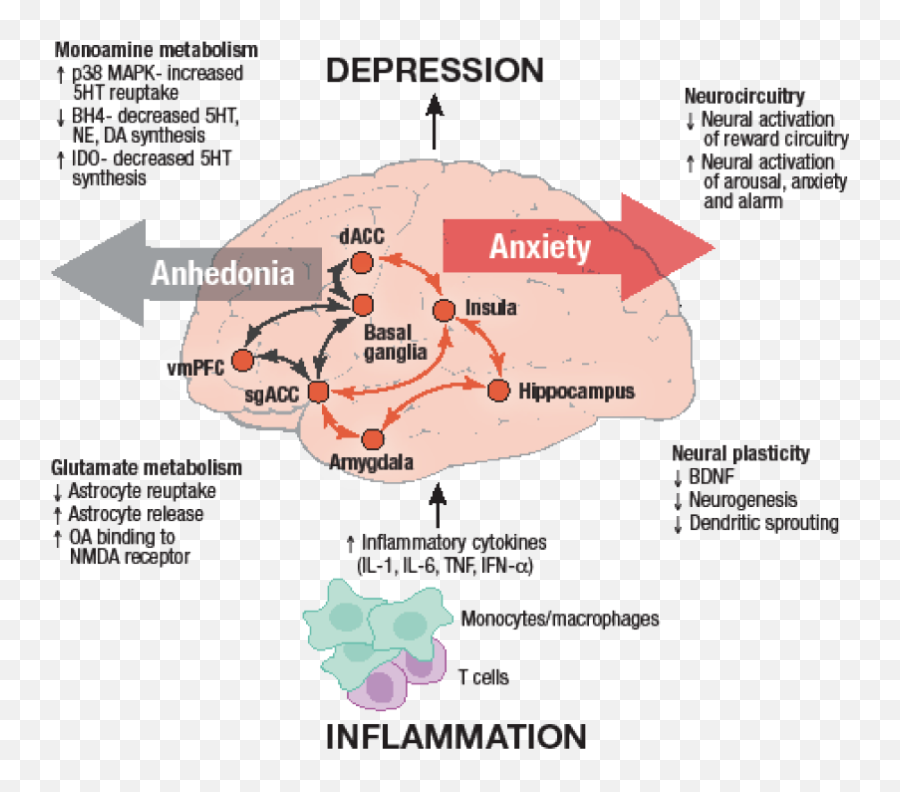 Five Things To Know About Inflammation - Time Share Icon Emoji,Molecules Of Emotion Flipkart