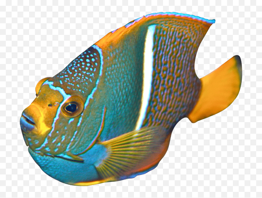 Free Png Download Angelfish Png Images Background Png - Transparent Angel Fish Png Emoji,Magnify Glass Fish Emoji