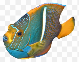 Free Png Download Angelfish Png Images Background Png - Transparent Angel Fish Png Emoji,Magnify Glass Fish Emoji