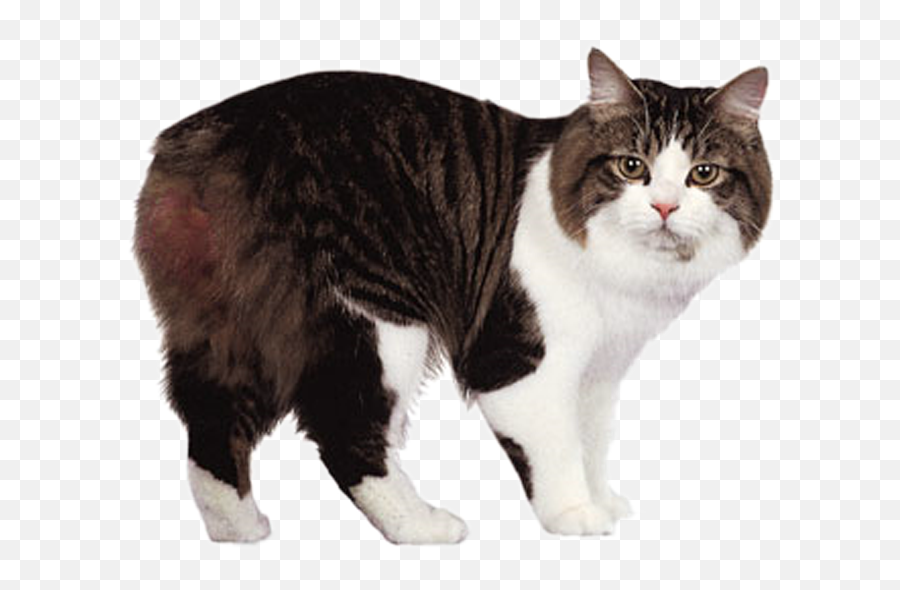 Cymric Cat - Cymric Cat Emoji,Coon Emoji