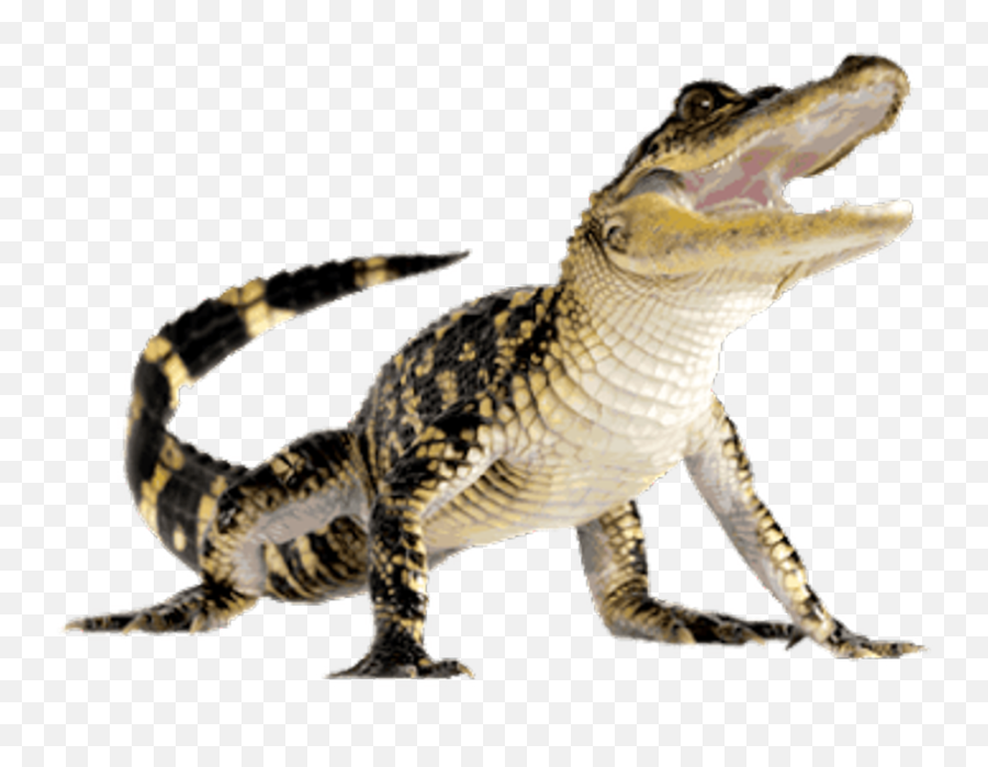 Reptiles Png U0026 Free Reptilespng Transparent Images 51411 - Alligator Png Emoji,Iguana Emoji