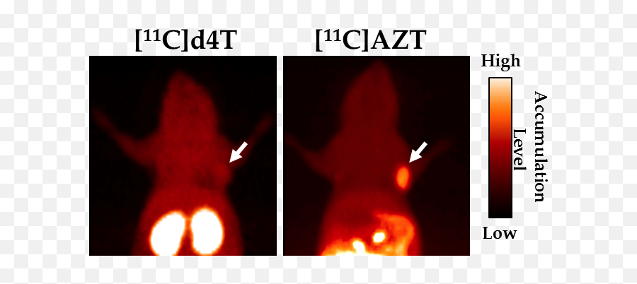 Bio - Function Imaging Team Riken Center For Life Science Emoji,Rhesus Macaque Emotion Face