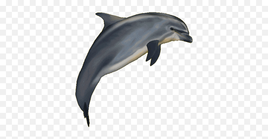 Pin - Animated Transparent Dolphin Gif Emoji,Dolphin Emoji Android