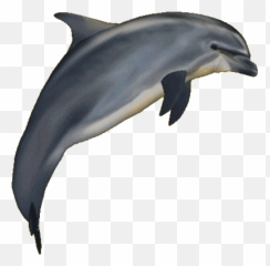 Pin - Animated Transparent Dolphin Gif Emoji,Dolphin Emoji Android