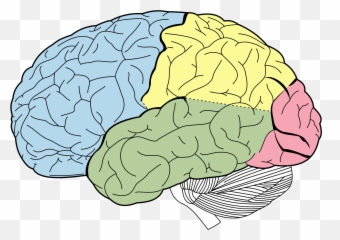 Structure And Function Of The Brain Boundless Psychology - Lobes Of The Brain Emoji,Emotions And The Brain