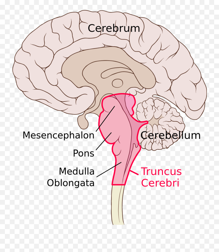 Postnatal Nervous System Development Stages U0026 Brain - Mozgový Kme Emoji,Emotions And The Neurological System