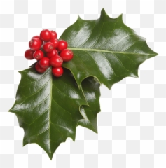 Real Mistletoe Transparent Png Pnglib U2013 Free Png Library Emoji,Mistletoe Emoticon