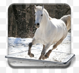 Running Horse Pictures And Live - White American Quarter Horse Emoji,Horse Emoji App