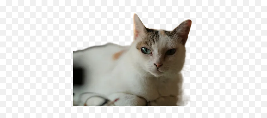 White And Black Cat Lying On White Textile Transparent Emoji,Lying On Floor Cat Emoji