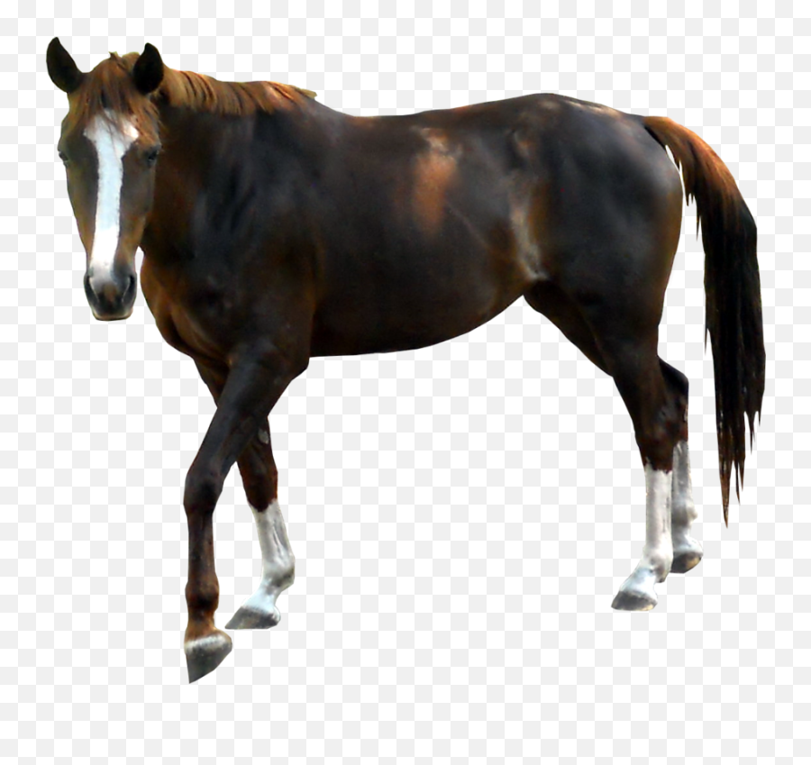 Black Horse Png Animal 14 - Horse Black Png Emoji,Black Horse Emoji