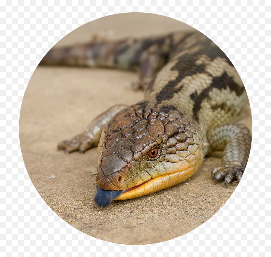 Enewsletter Emoji,Reptiles Have Emotions