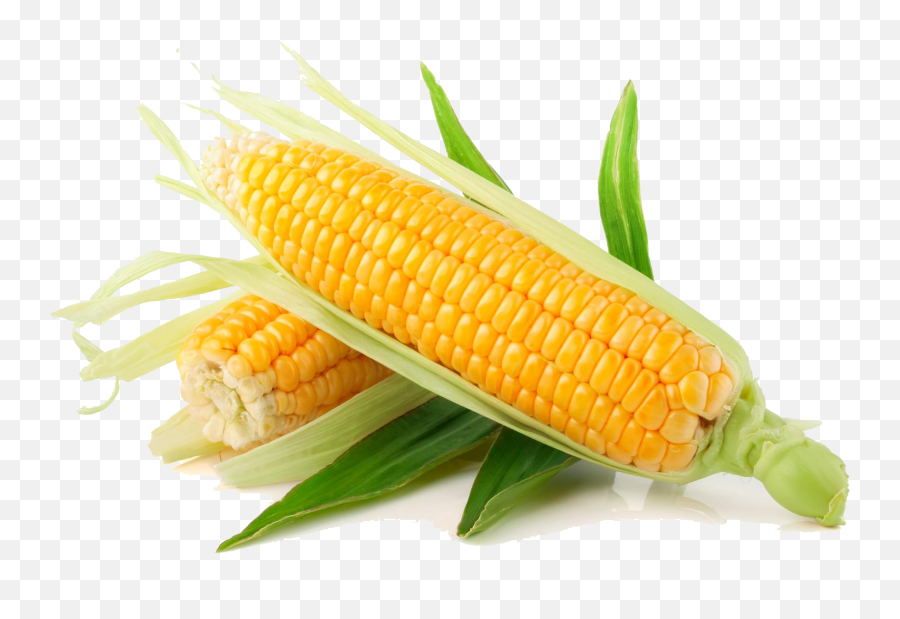 Maize Plant On Corn Cob The Drawing - Corn Png Emoji,Corncob Emoji