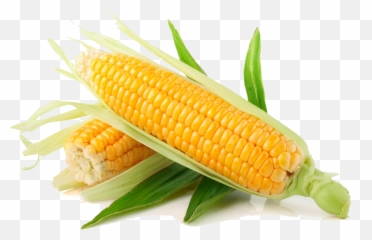 Maize Plant On Corn Cob The Drawing - Corn Png Emoji,Corncob Emoji