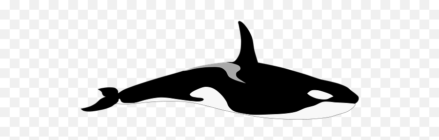 Free Killer Whale Orca Images - Realistic Killer Whale Drawing Emoji,Orcas Brain Emotions