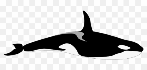 Free Killer Whale Orca Images - Realistic Killer Whale Drawing Emoji,Orcas Brain Emotions