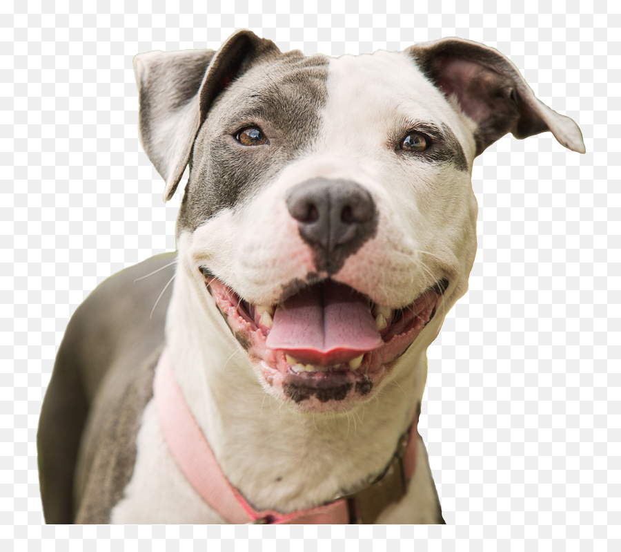 Fayette Regional Humane - Pitbull Happy Emoji,Bbc Dogs Emotions