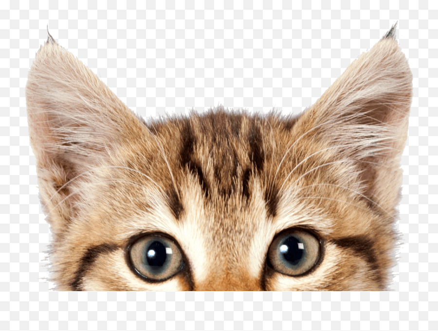 The Meaning Of Meow Pet Sitting Dog - Transparent Background Cat Png Emoji,Kitten Emoticon 28x28