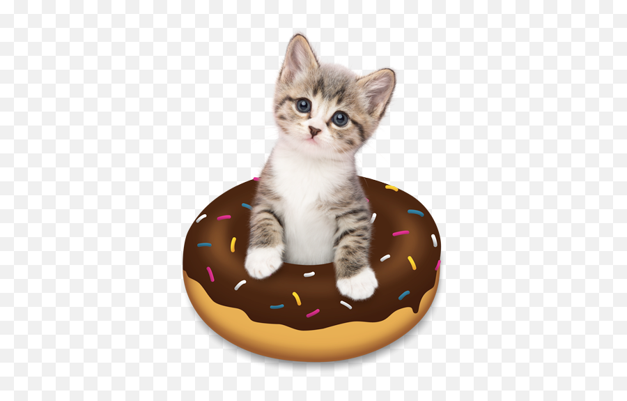 Doughnut Kitten By Tania Hennessy Kittens Cute Cats And - Cat In A Donut Emoji,Cute Cat Emojis