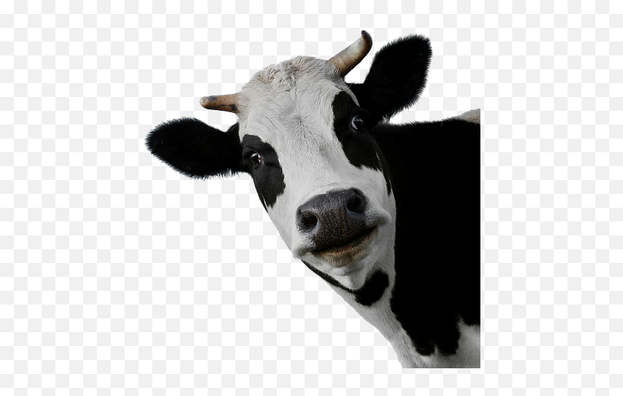 Cow Png Transparent Picture U2013 Png Lux Emoji,Cow Emojis Png