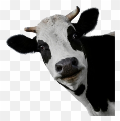 Cow Png Transparent Picture U2013 Png Lux Emoji,Cow Emojis Png