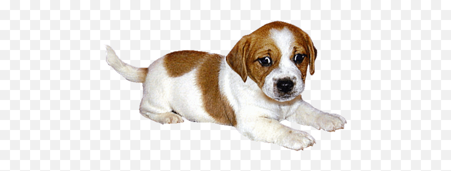 Top Beagle Puppy Stickers For Android U0026 Ios Gfycat Emoji,Golden Retriever Emoji Gif
