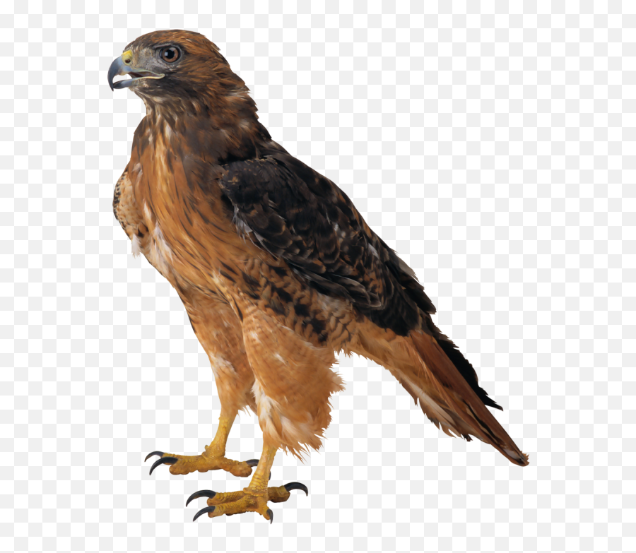 Falcon Clipart Web Image 2 - Hawk Bird White Background Emoji,Falcons Emoji