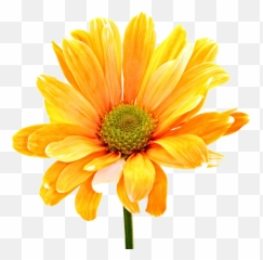 Colorful Flowers Png Photos Png Mart Emoji,Orange Flower Emoji