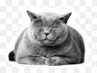 Cat Boarding In Chesterfield U0026 St Charles - Petropolis Emoji,Lying On Floor Cat Emoji