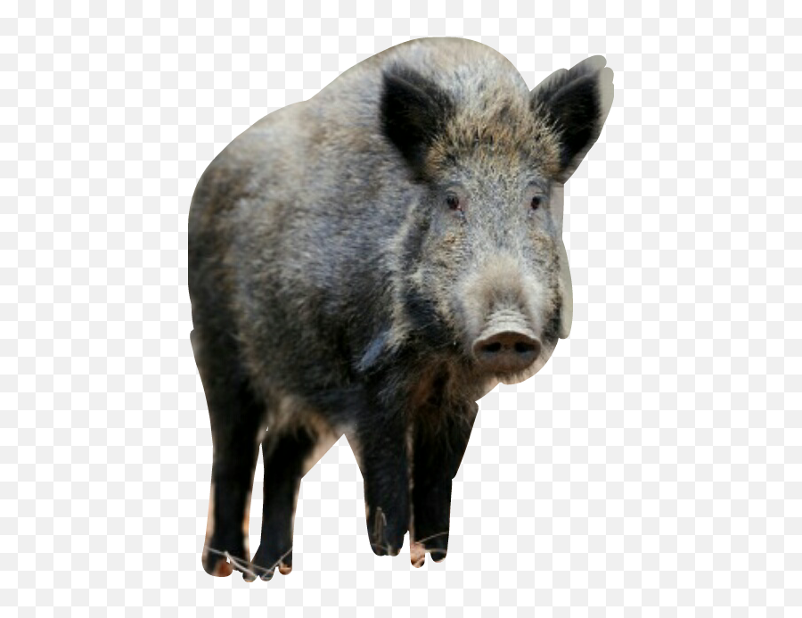 Largest Collection Of Free - Toedit Snout Stickers Jabali En La Provincia De Buenos Aires Emoji,Pig Nose Emoji