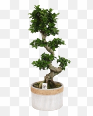 Ficus Ginseng S Shape Emoji,Bonsai Emoji