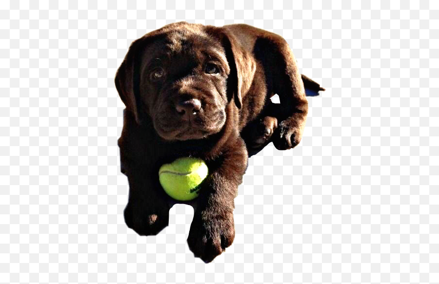 Puppy Lab Dog Chocolatelab Sticker - Labrador Retriever Emoji,Emoji Dog Ball