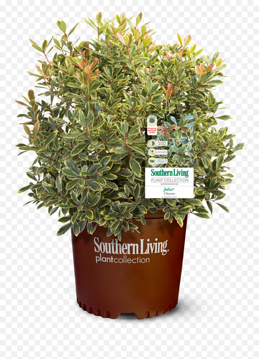 Image U2013 Southern Living Plants Emoji,Picture Of Sweet Emotion Abelia In Garden