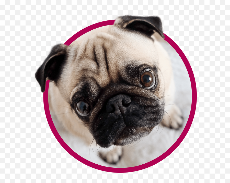 Vet Clinic In Monticello U0026 Sullivan County Ny Animal Hospital - Pug Emoji,Emotions Pet Copywriter