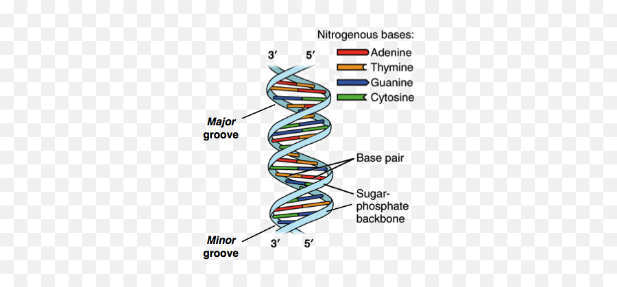 Dna Structure And Replication Review - Double Helix Structure Of Dna Emoji,Emoticon Dna Strand