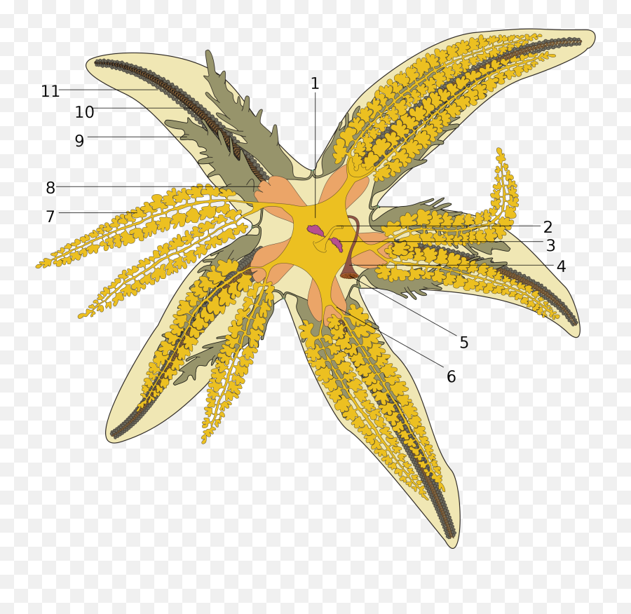 Diagram - Huludun Park Emoji,Emotion Odb2 Chevy Volt