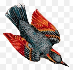 Bird Bird Flying Drawing Png - Piciformes Emoji,Flying Bird Emoji