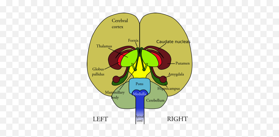 Part Ii On Brain Myths Are We Really Right - Or Leftbrained Front View Of Brain With Labels Emoji,Right Vs Left Brain Emotions