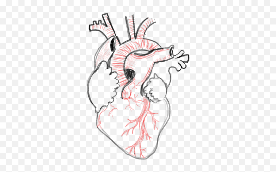 Drawing A Blank Anatomical Heart Number One With A Bullet - Heart Reference Drawing Emoji,Emotion Drawing Reference Side
