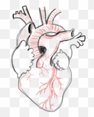 Drawing A Blank Anatomical Heart Number One With A Bullet - Heart Reference Drawing Emoji,Emotion Drawing Reference Side