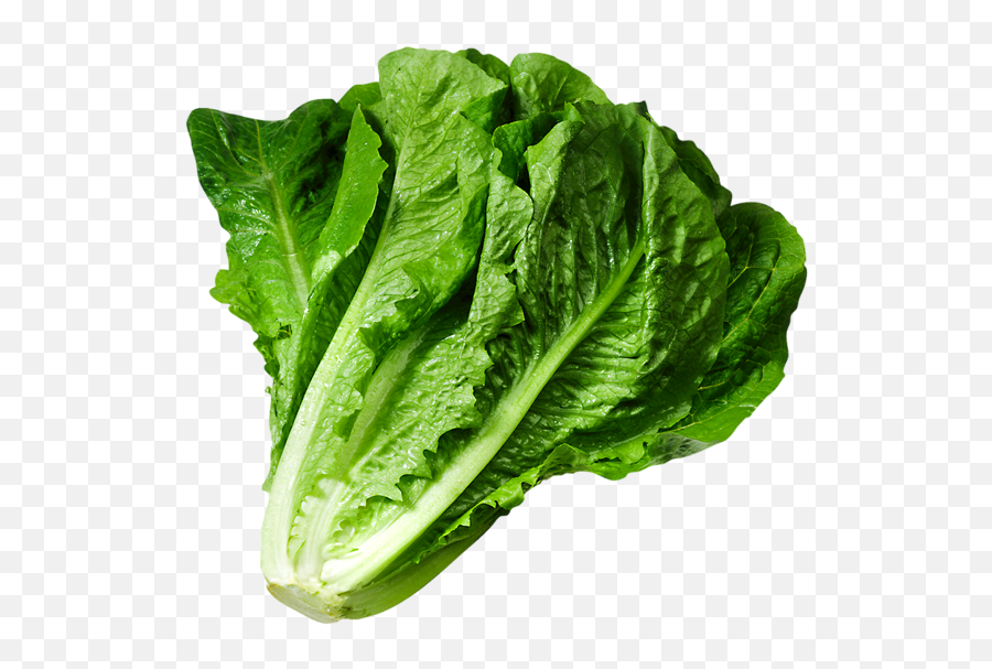 Lettuce Clipart Green Foods Lettuce - Lettuce Png Emoji,Lettuce Emoji
