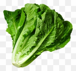 Lettuce Clipart Green Foods Lettuce - Lettuce Png Emoji,Lettuce Emoji