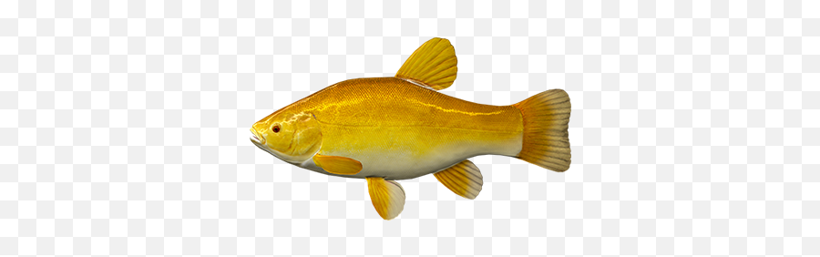 Release Note Motorboats And Carp Fishing Update - News And Emoji,Guess The Emoji Man Fishing Pole Fish